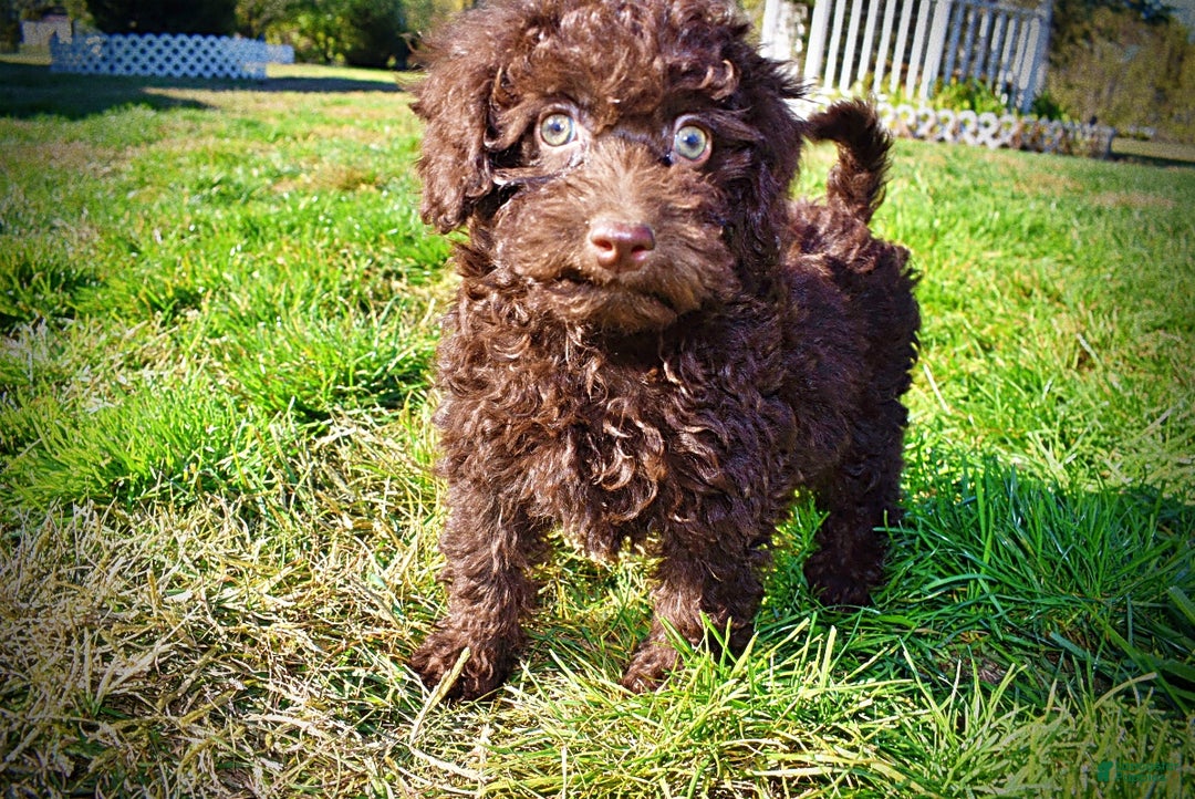 Havapoo dogs for sale: Isabella - Ad 14