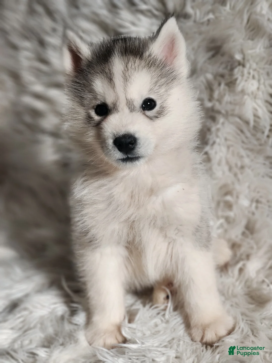 Siberian Husky dogs for sale: Thor - Ad 7