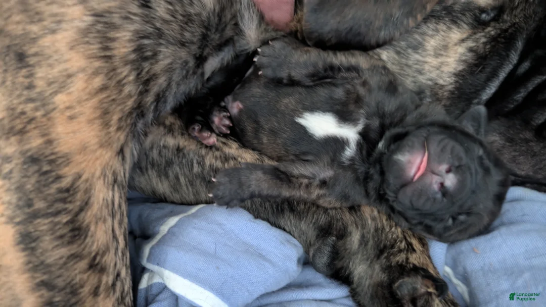 English Mastiff dogs for sale: English Mastiff Puppy 5 - Ad 1