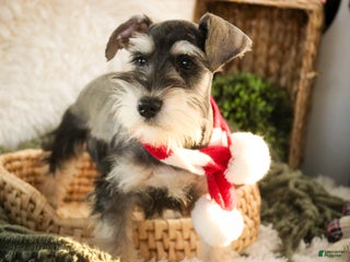 Miniature Schnauzer dogs Murphy - Ad 18