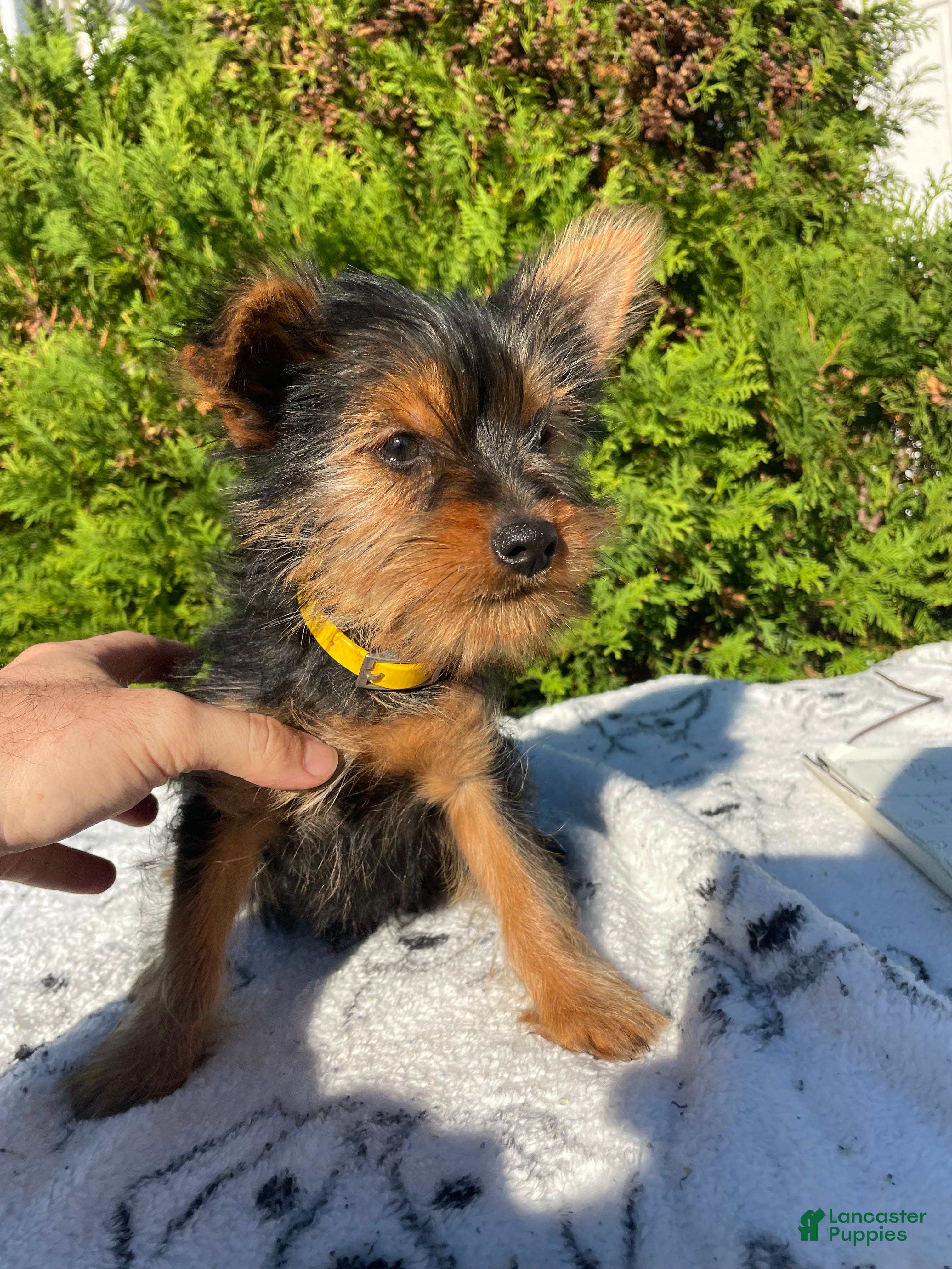 Yorkshire Terrier dogs for sale: Trinket - Ad 2