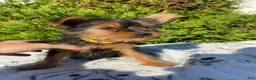 Yorkshire Terrier dogs for sale: Trinket - Ad 2