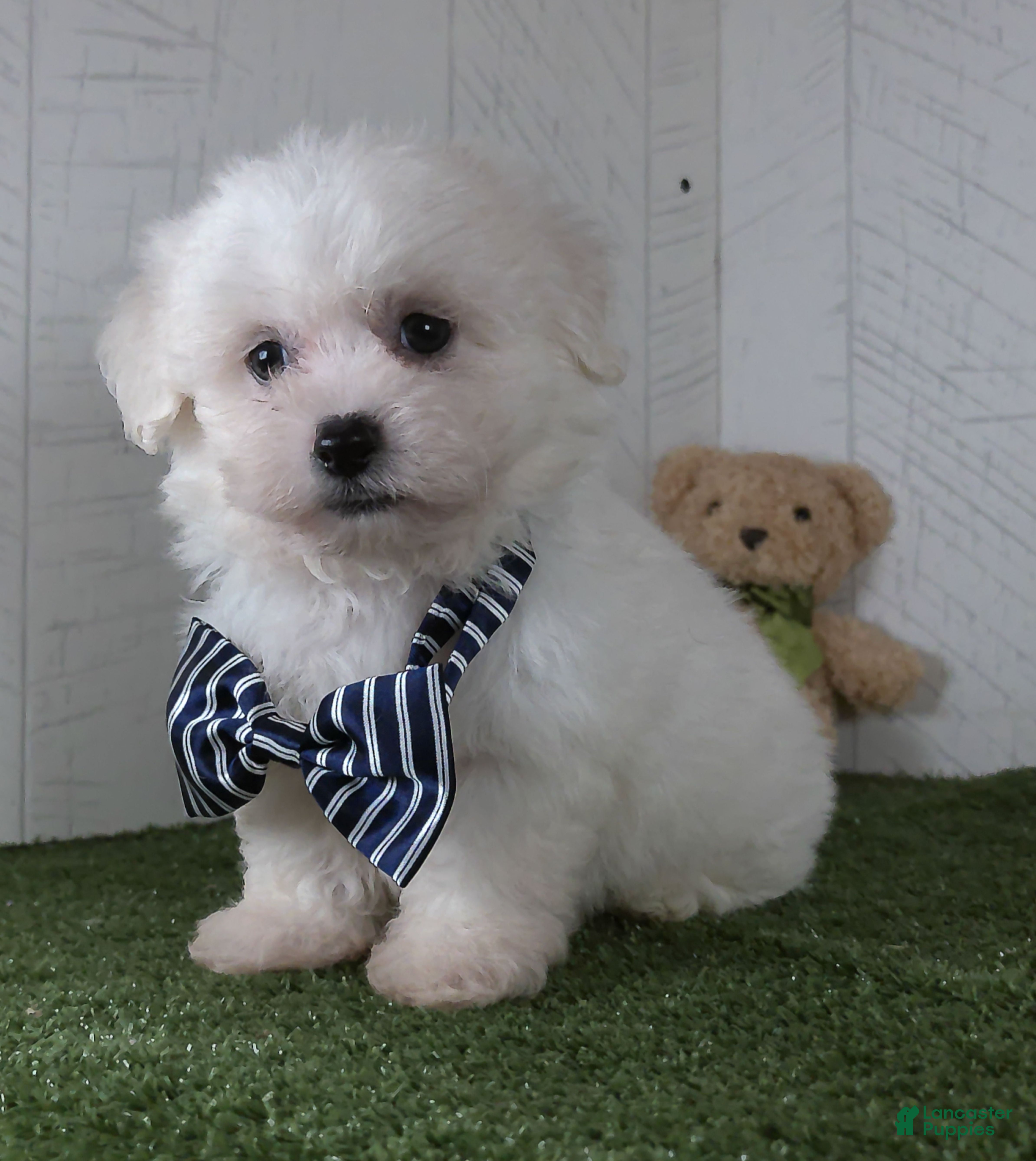 Teddy Bear dogs Bennet - Ad 1