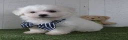 Teddy Bear dogs for sale: Bennet - Ad 1