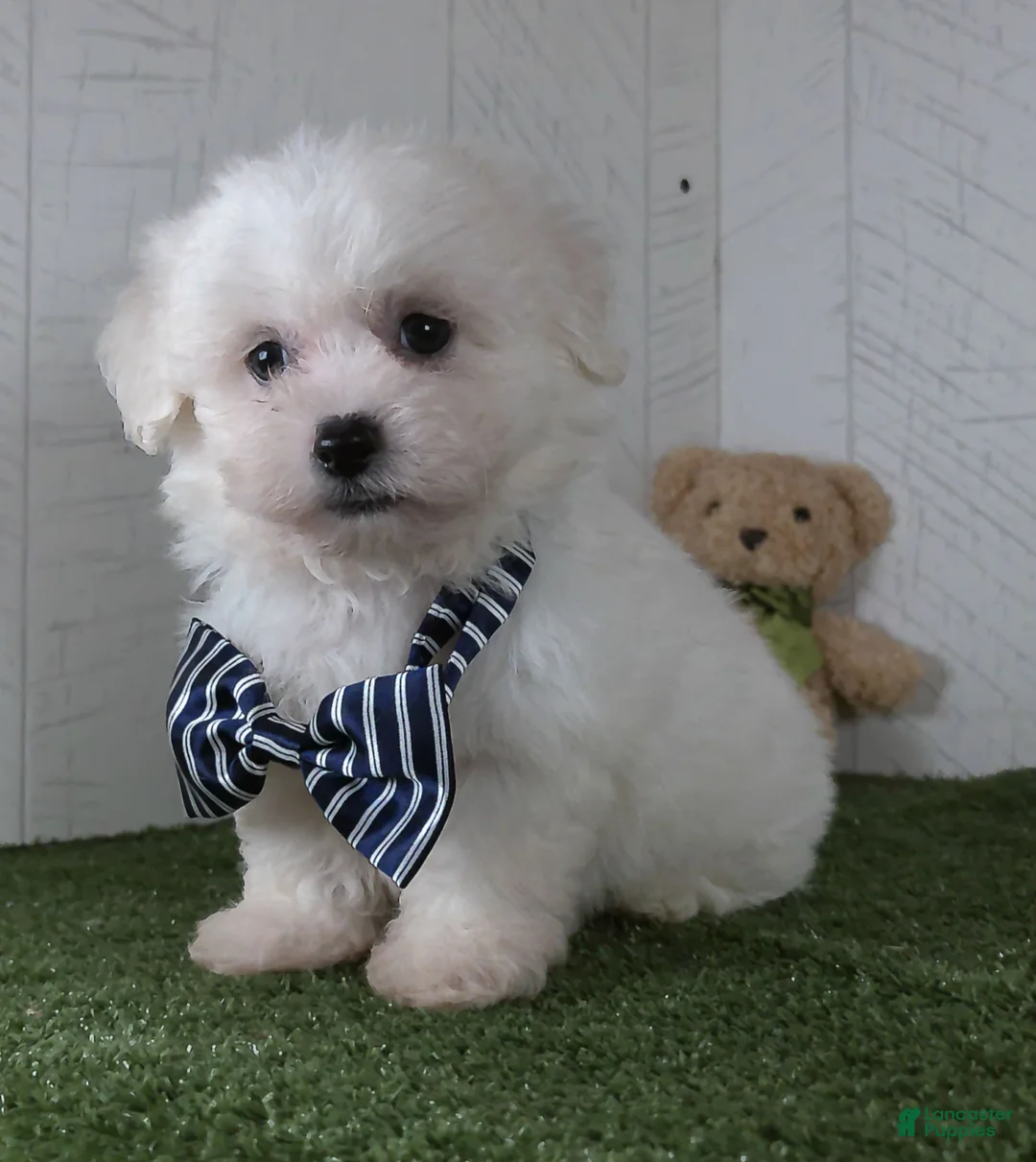 Teddy Bear dogs for sale: Bennet - Ad 1