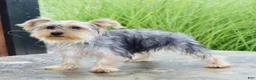 Yorkshire Terrier dogs for sale: Duke - Ad 5