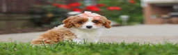 Cavapoo dogs for sale: Gracie - Ad 2