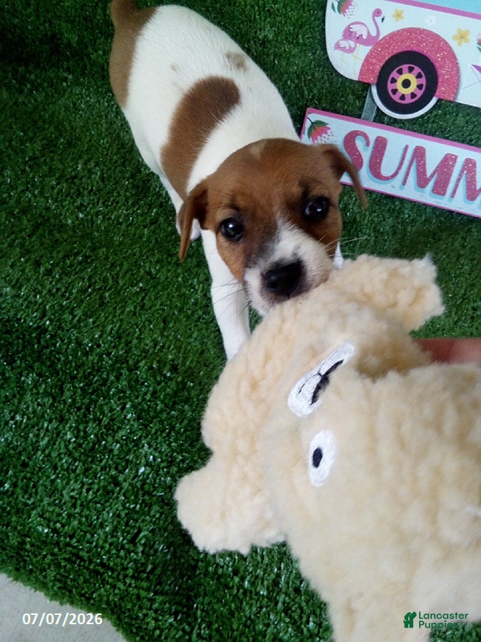 Jack Russell Terrier dogs Joey - Ad 1