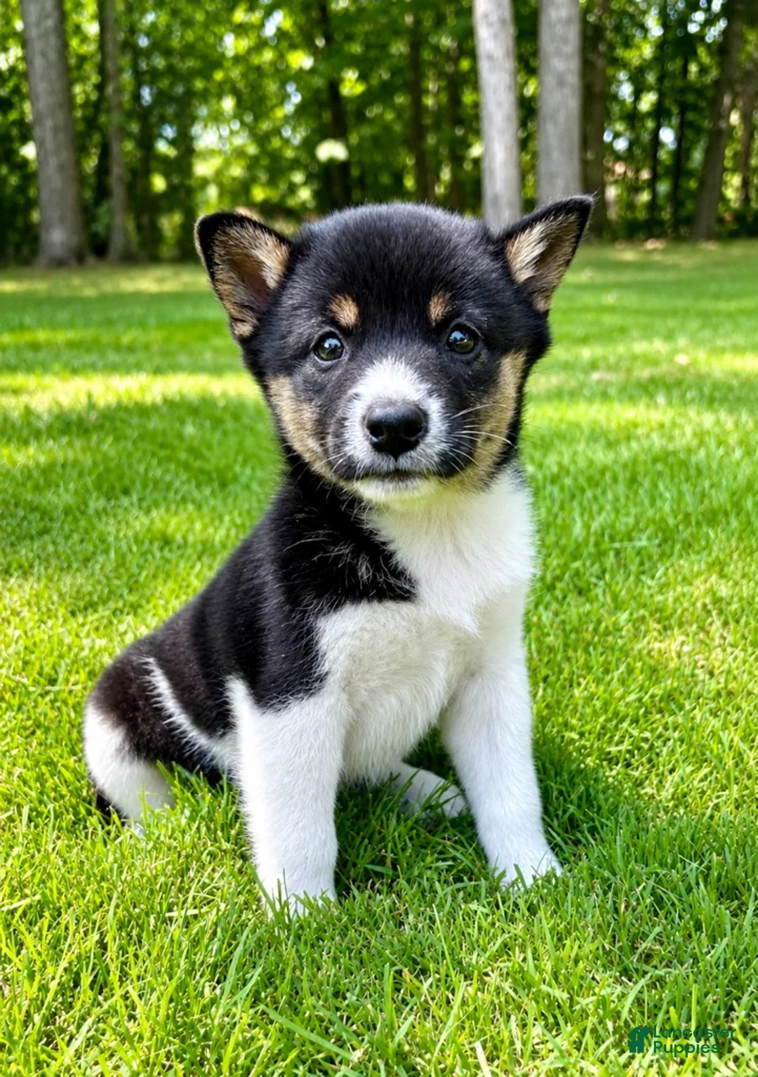 Shiba Inu dogs for sale: Shiba Inu female  - Ad 1