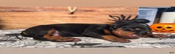 Doberman Pinscher dogs for sale: Spook: European Bloodlines - Ad 2