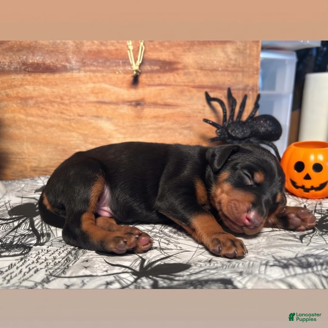 Doberman Pinscher dogs for sale: Spook: European Bloodlines - Ad 2