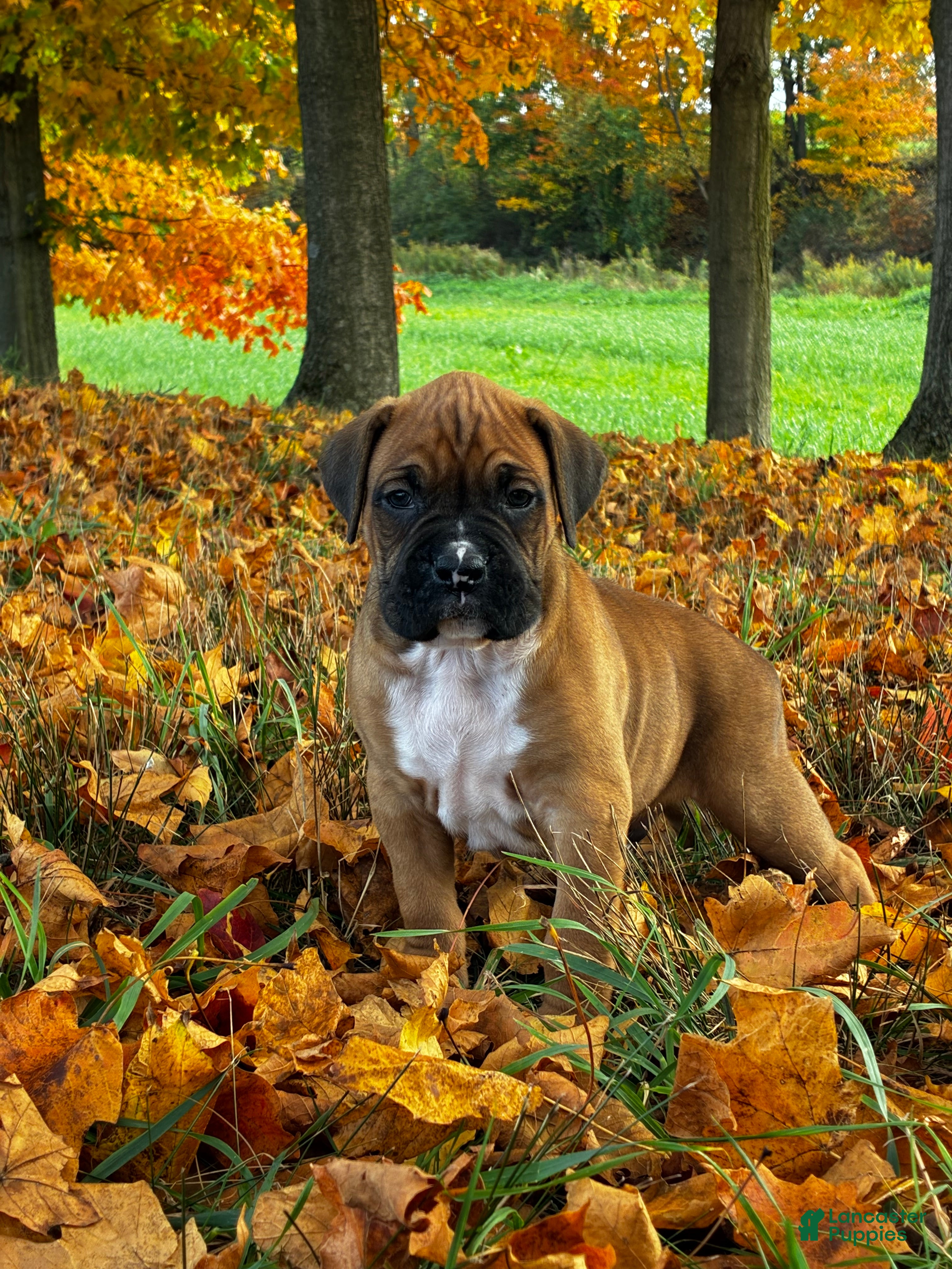 Boxer dogs Jace - Ad 2