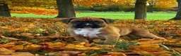 Boxer dogs for sale: Jace - Ad 2