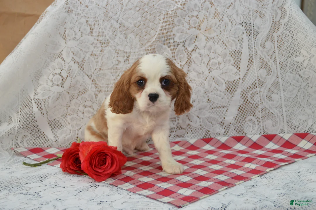 Cavalier King Charles Spaniel dogs for sale: Delmar - Ad 1