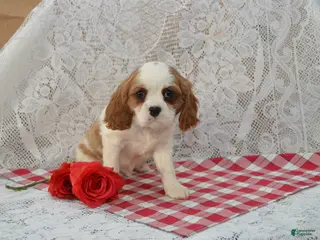 Cavalier King Charles Spaniel dogs Delmar - Ad 3