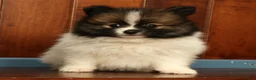 Pomeranian dogs for sale: Michael - Ad 8