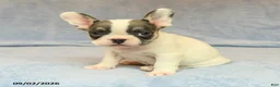 French Bulldog dogs for sale: Venzie - Ad 2