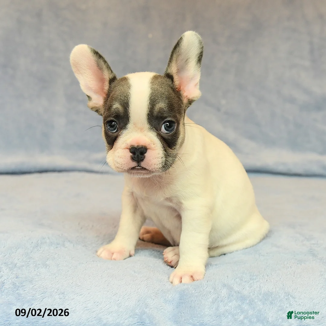 French Bulldog dogs for sale: Venzie - Ad 2