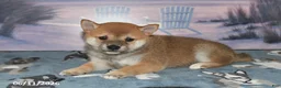 Shiba Inu dogs for sale: Charlotte - Ad 5