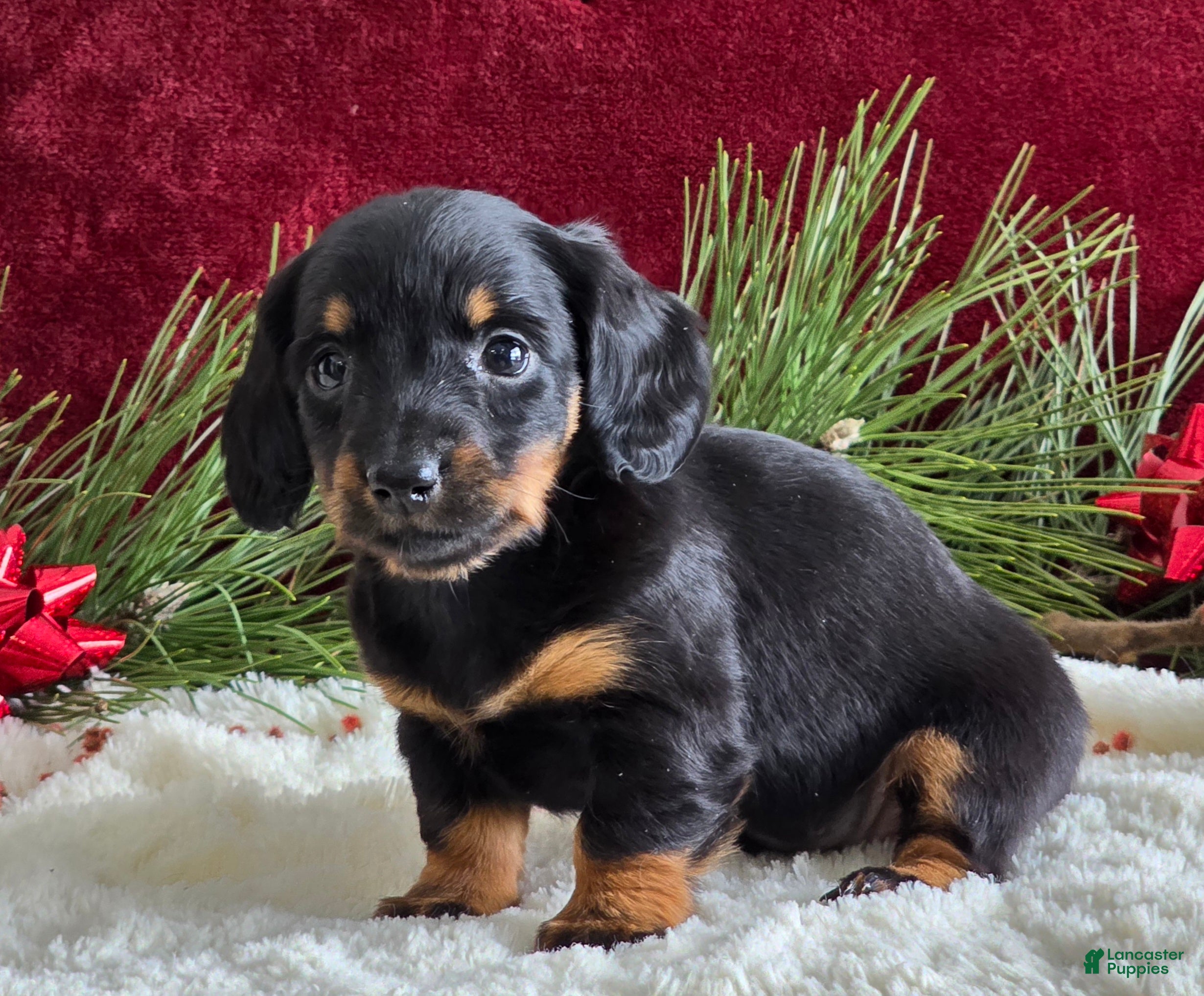 Miniature Dachshund dogs Kelly - Ad 9