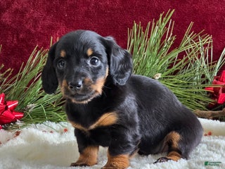 Miniature Dachshund dogs Kelly - Ad 9