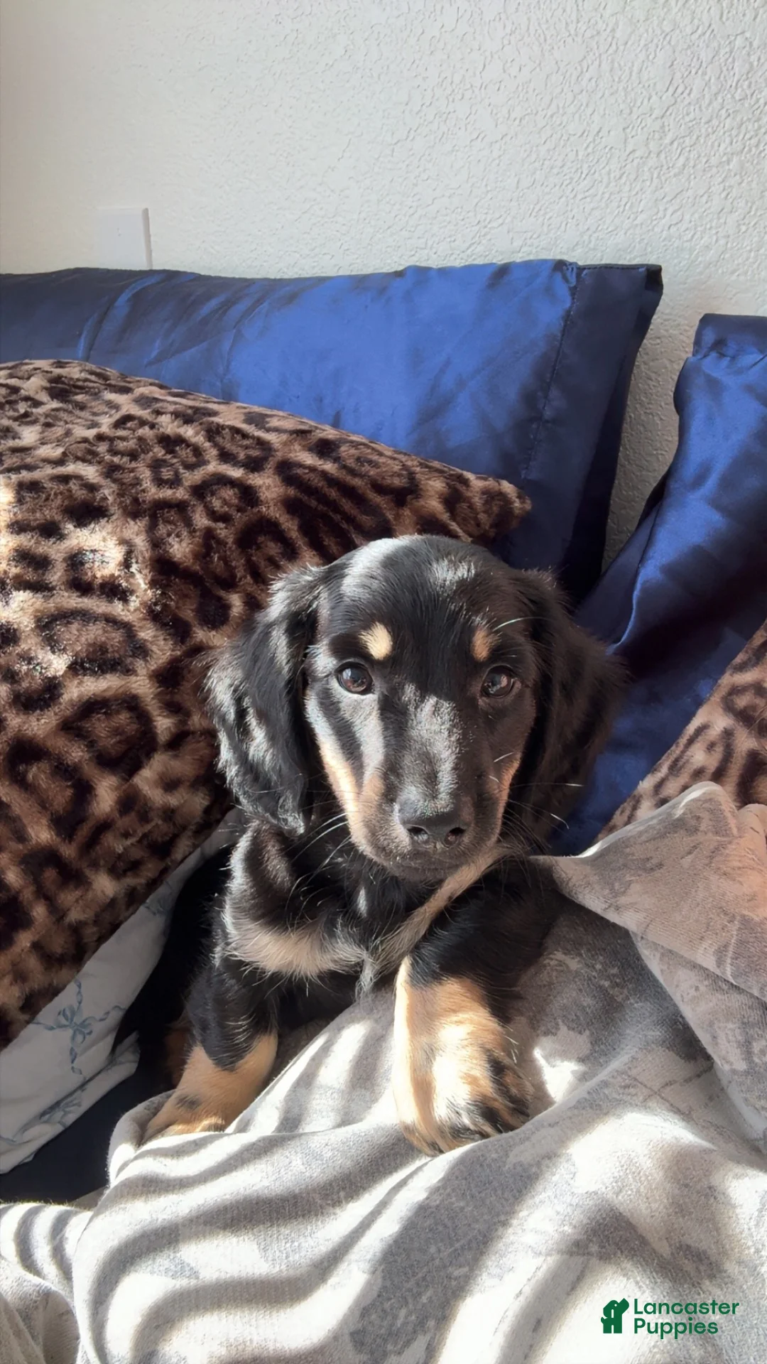Dachshund dogs for sale: lenny - Ad 2