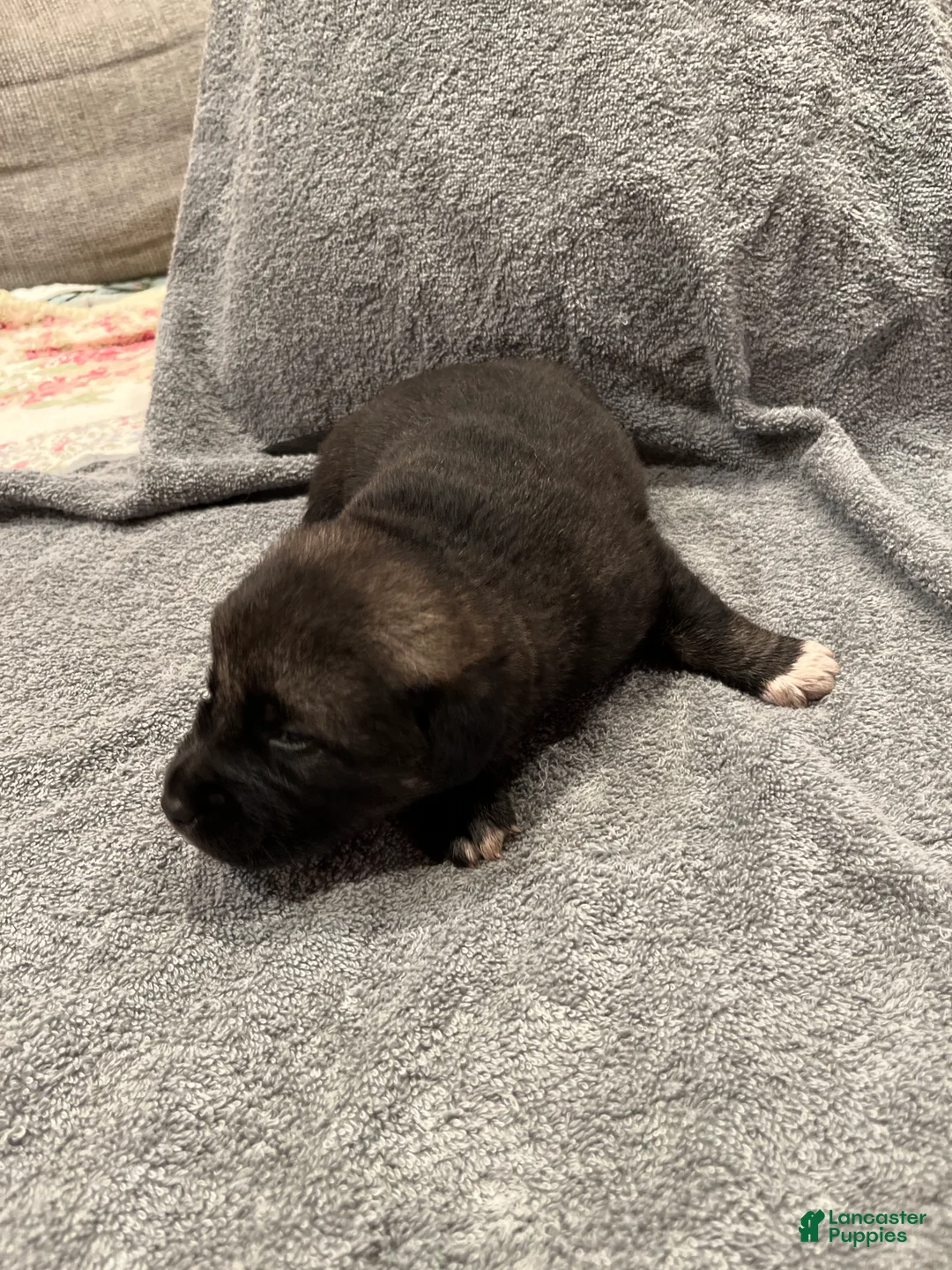 Mixed Breed dogs for sale: Boy- Purple - Ad 2