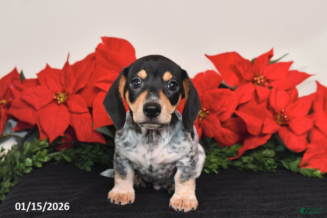 Miniature Dachshund dogs for sale: Ranger - Ad 3