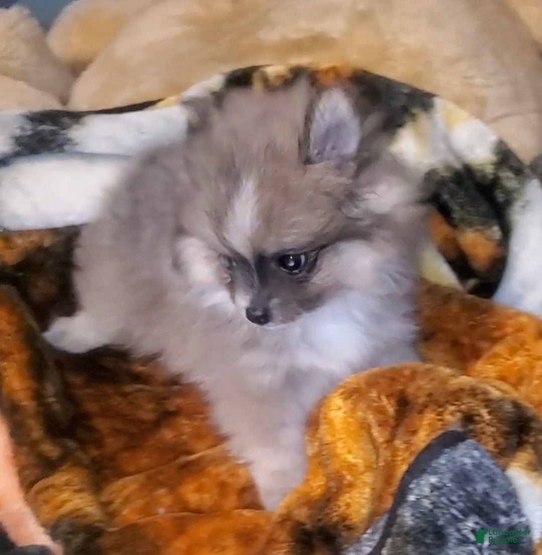 Pomeranian dogs for sale: Akc Susie Q  - Ad 4