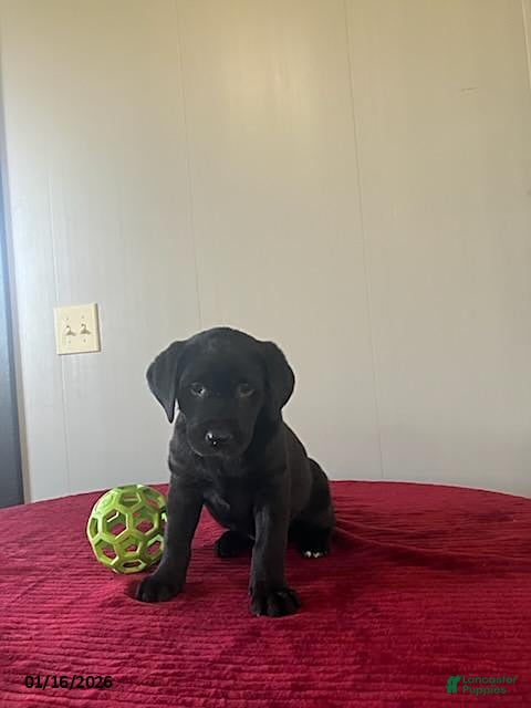 Labrador Retriever dogs Twinkle - Ad 4