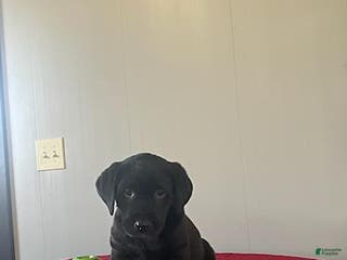 Labrador Retriever dogs Twinkle - Ad 20