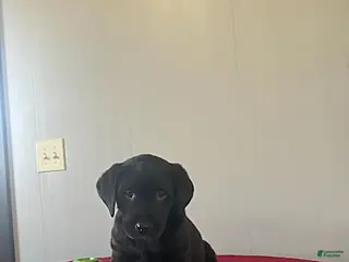 Labrador Retriever dogs Twinkle - Ad 18