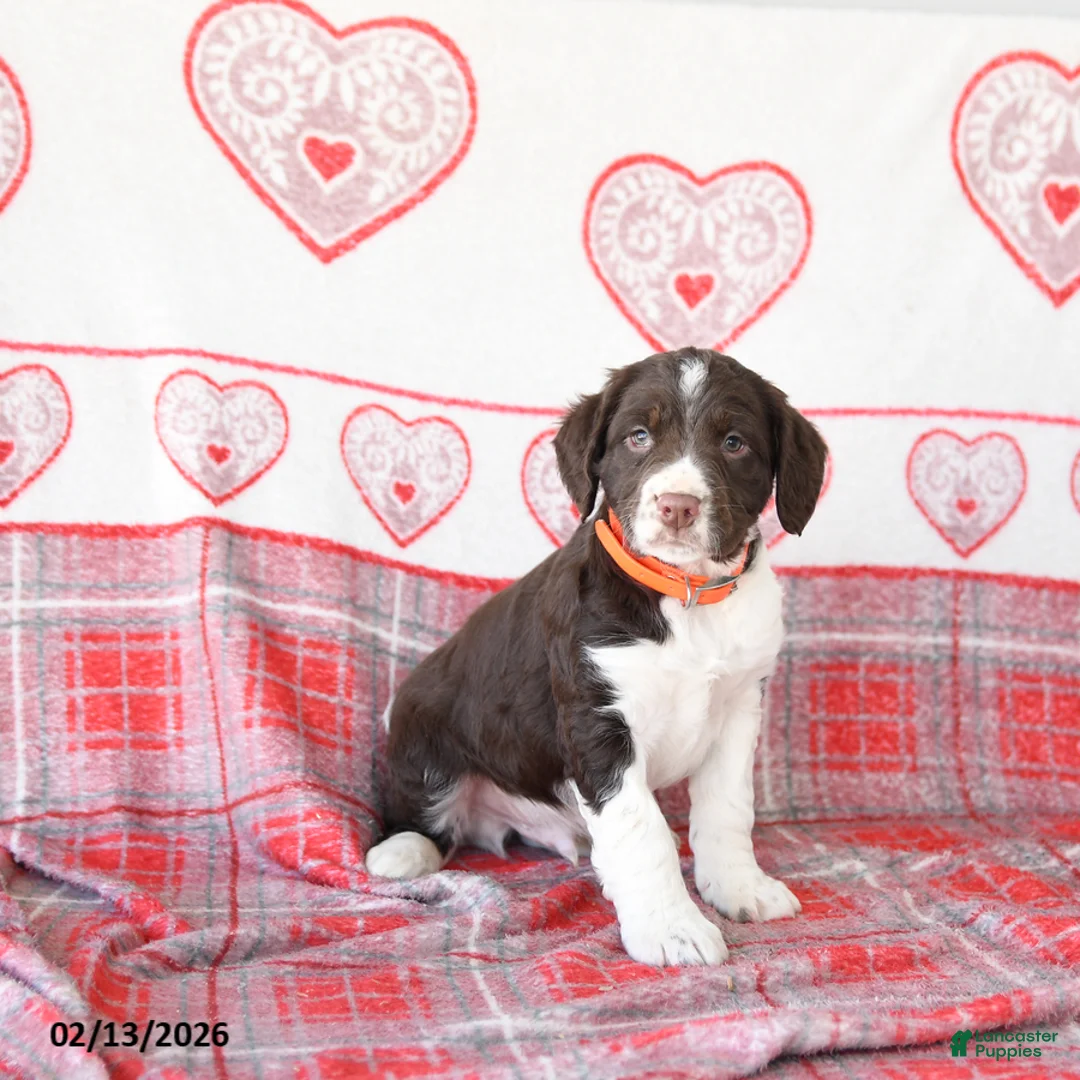 English Springer Spaniel dogs for sale: Duess - Ad 3