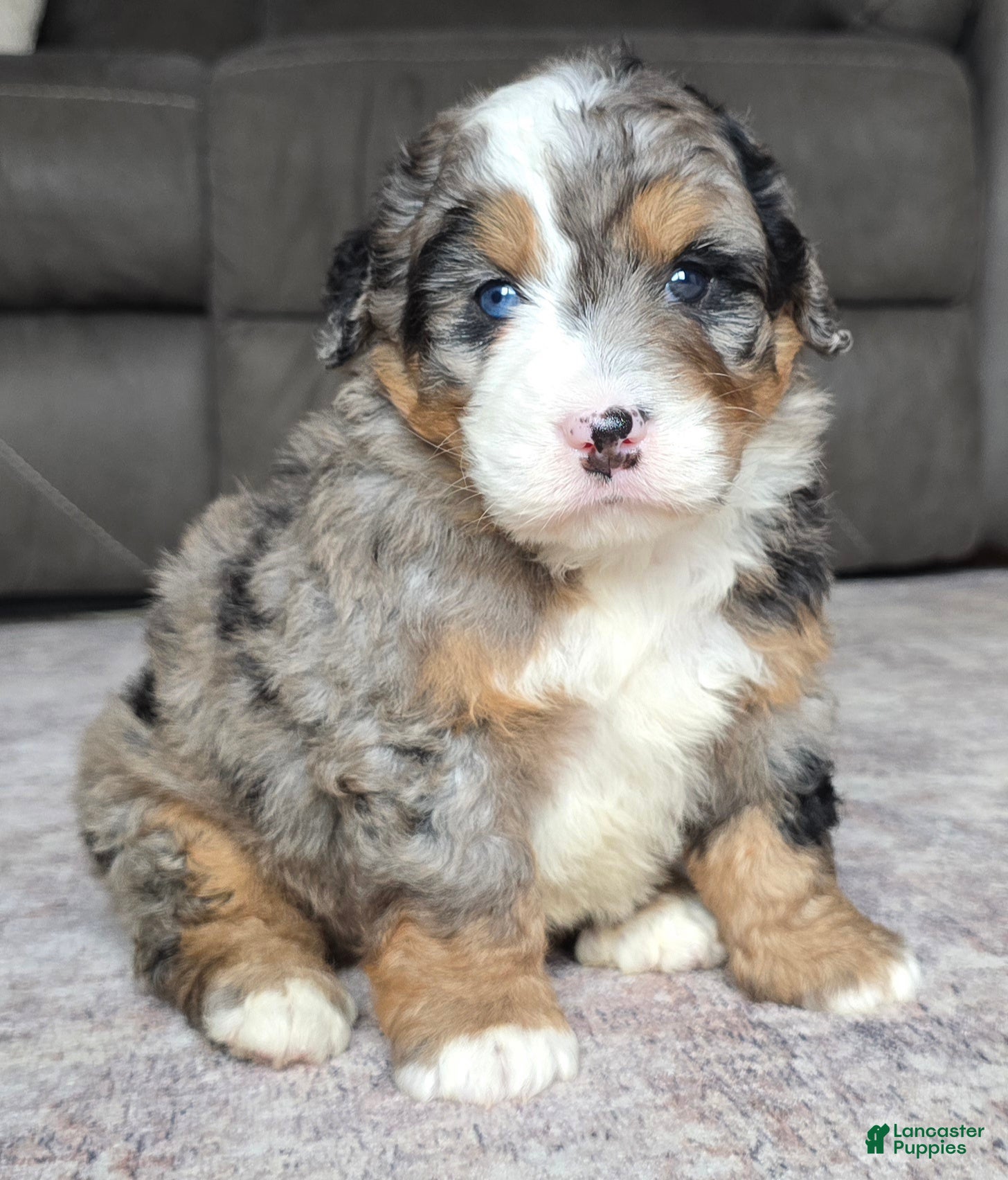 Mini Bernedoodle dogs Mini Shadow - Ad 2