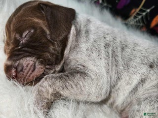 German Shorthaired Pointer dogs - Ad 5