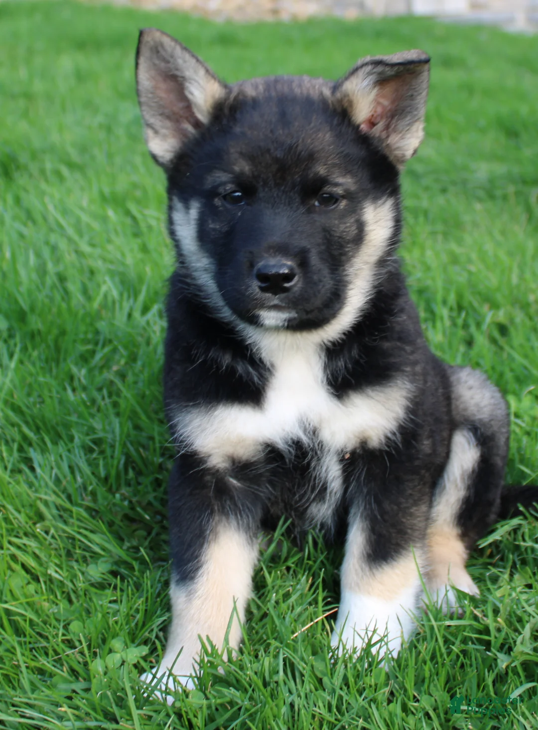 Mixed Breed dogs for sale: chole - Ad 1