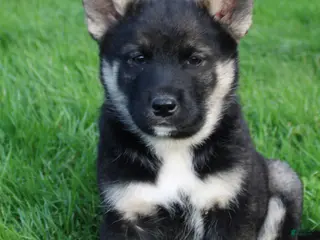 Mixed Breed dogs for sale: chole - Ad 4