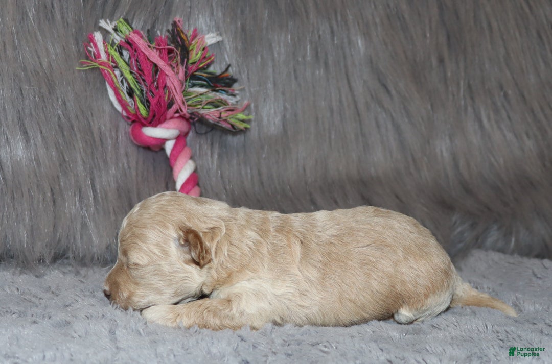 Havapoo dogs for sale: Annabelle Toy/M.👨‍👨‍👦‍👦💞🐕 - Ad 22