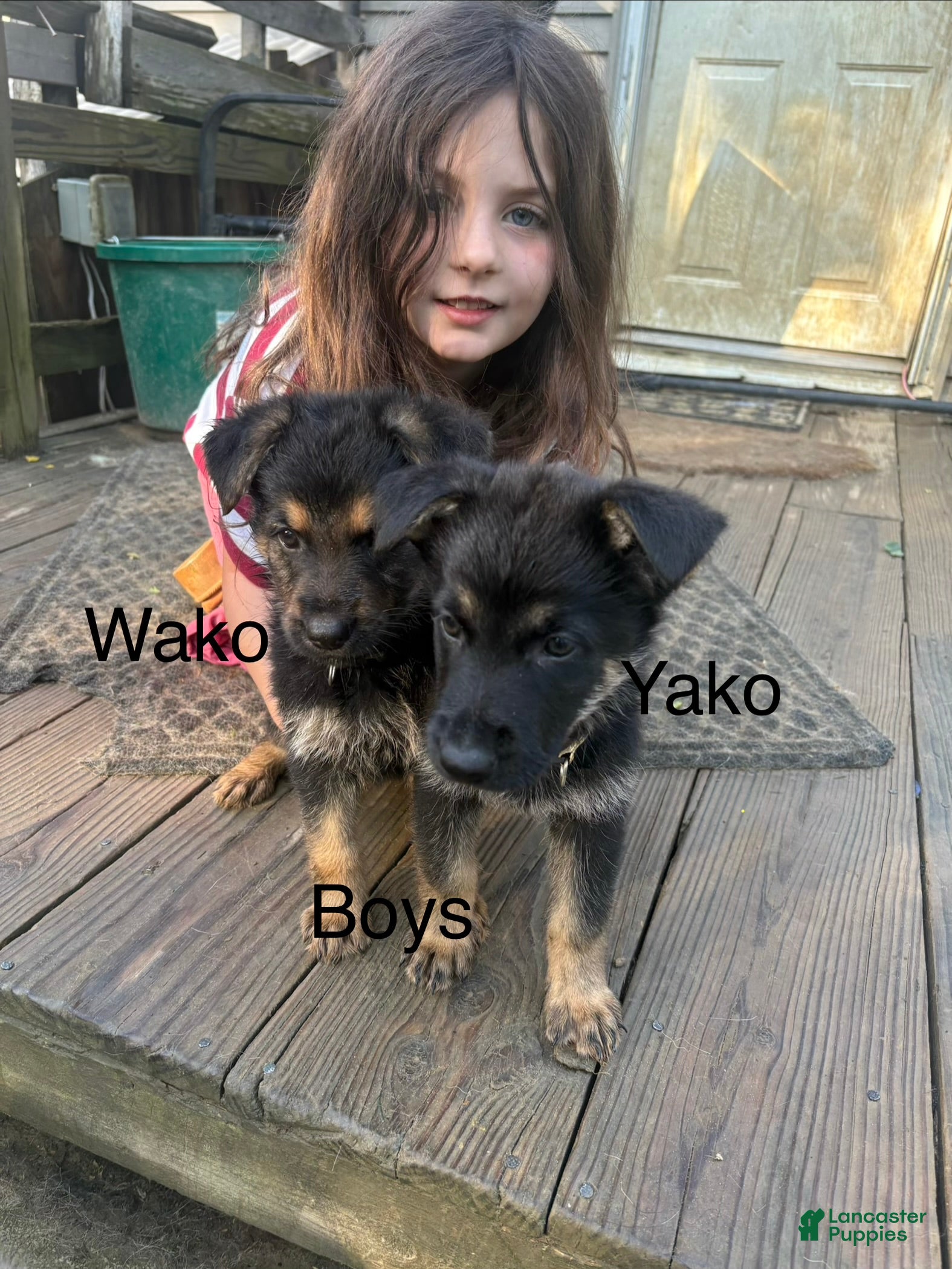 German Shepherd dogs Wako - Ad 1