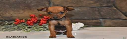 Miniature Pinscher dogs for sale: Ace - Ad 4