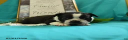 Boston Terrier dogs for sale: Vixon - Ad 9
