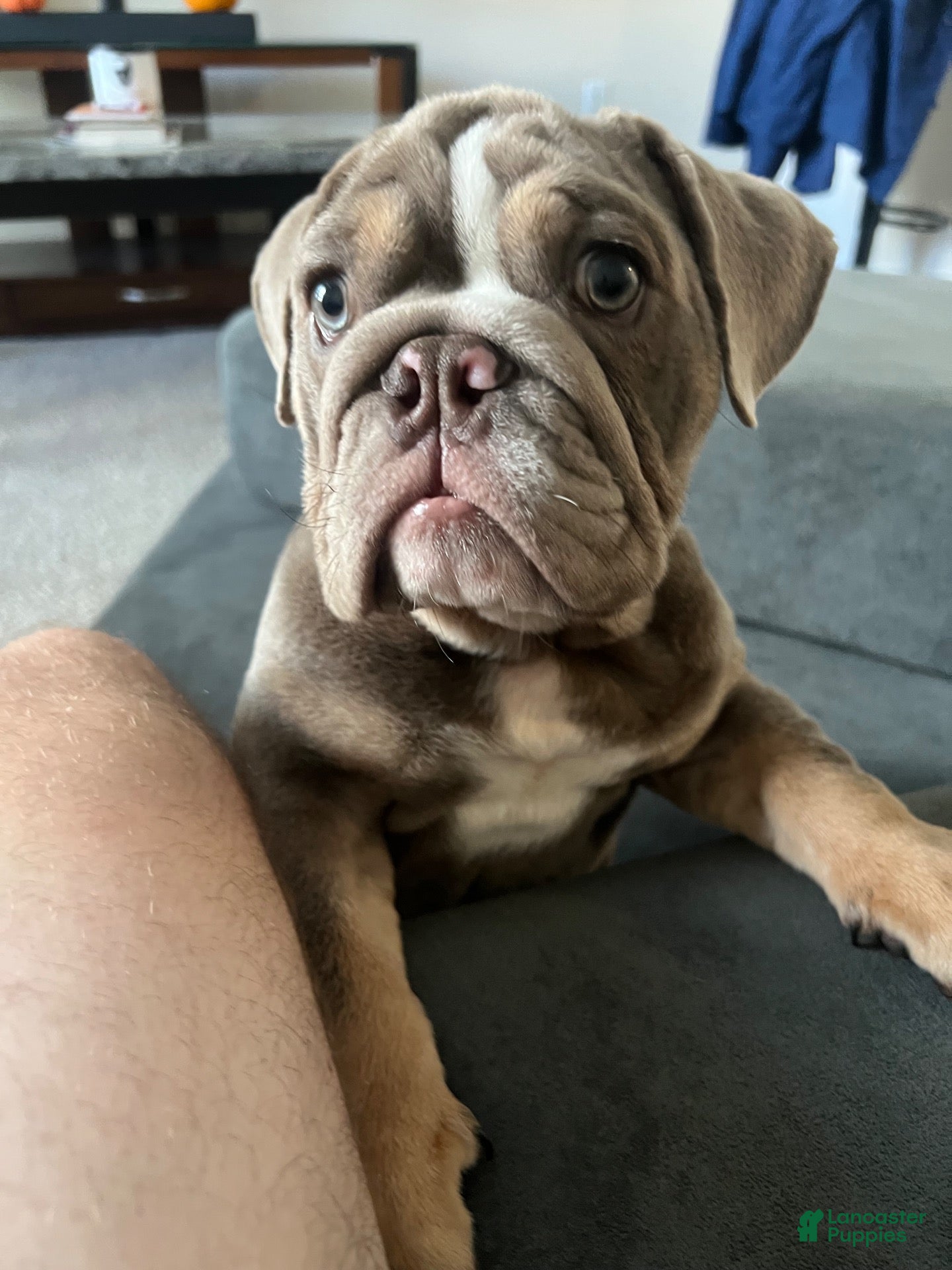 English Bulldog dogs for sale: English Bulldog 1 - Ad 1