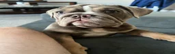 English Bulldog dogs for sale: English Bulldog 1 - Ad 1