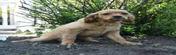 Miniature Golden Retriever dogs for sale: Bennet - Ad 4