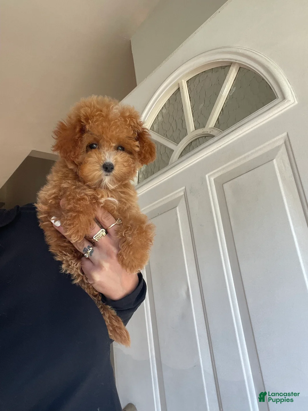 Toy Poodle dogs for sale: Teacup poodle Peep - Ad 2