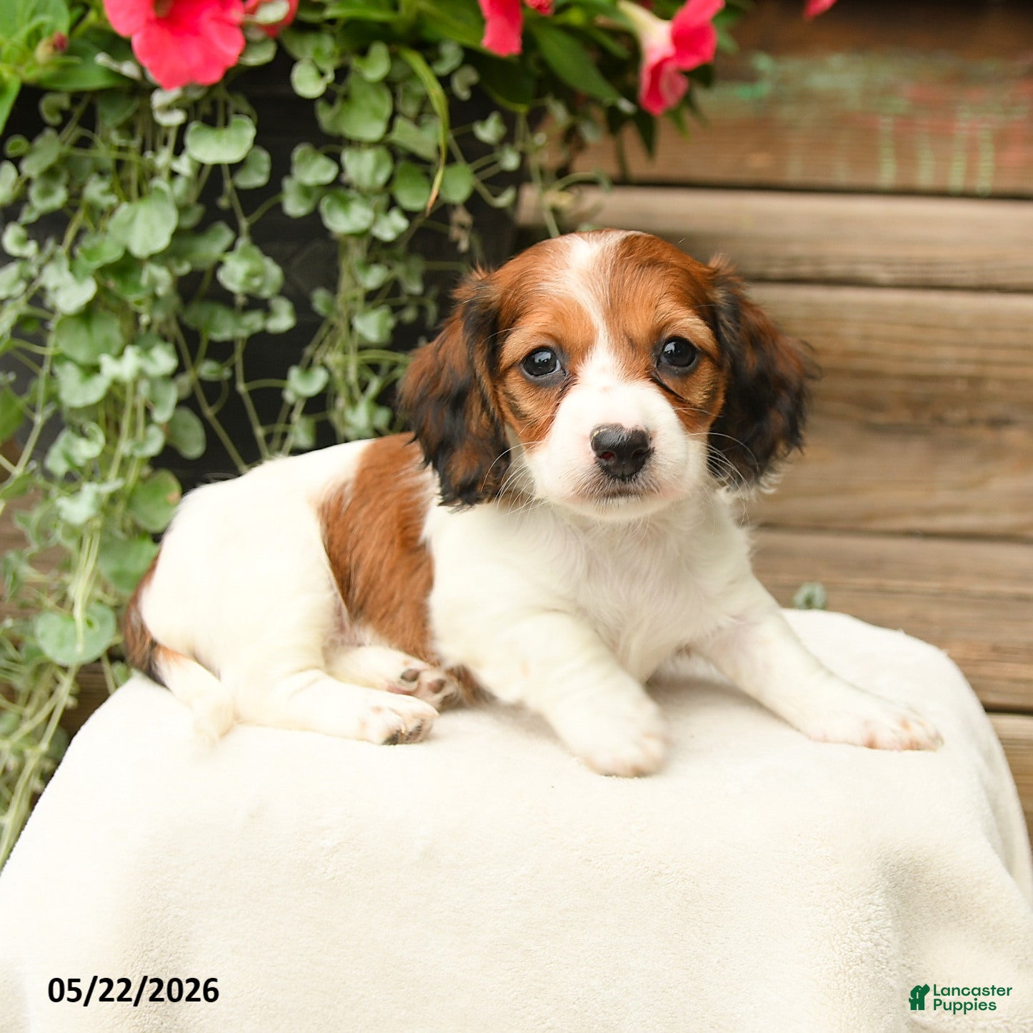 Dachshund dogs Shiloh - Ad 2