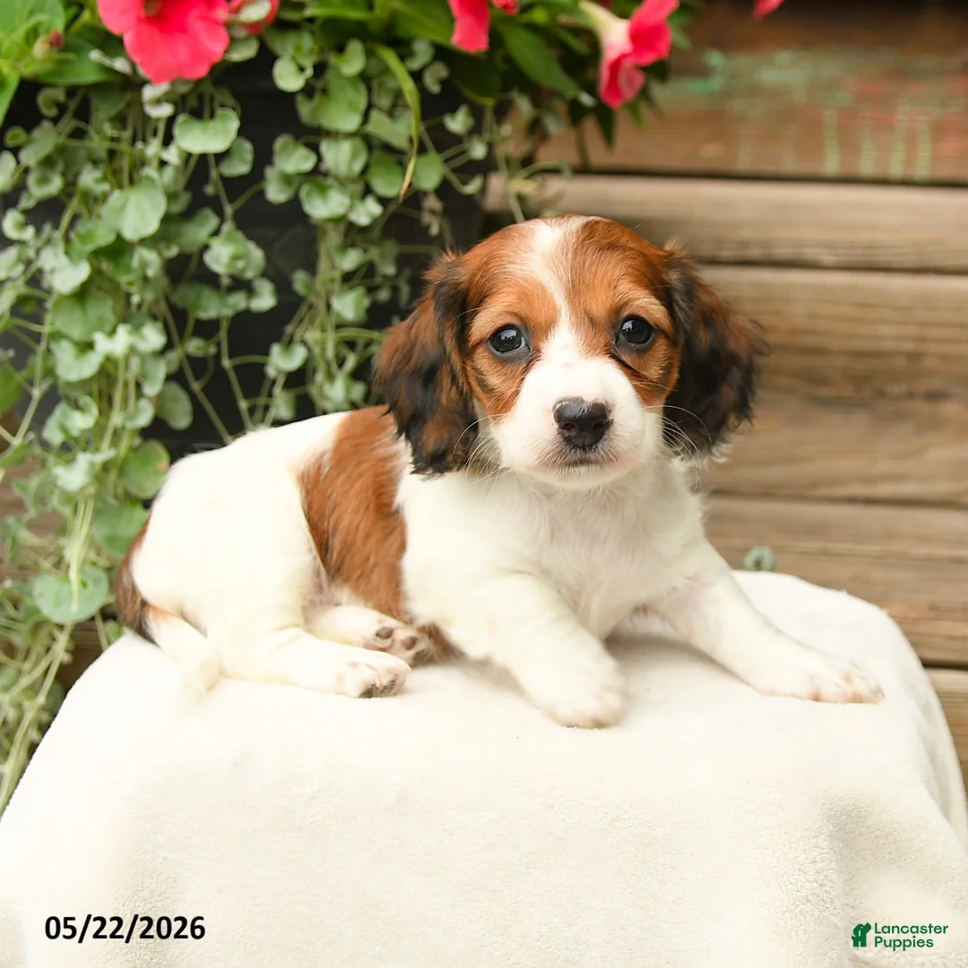 Dachshund dogs for sale: Shiloh - Ad 2