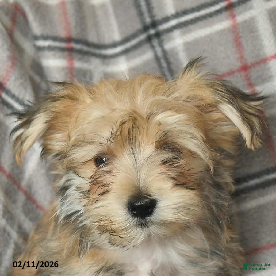Morkie dogs Nugget - Ad 2