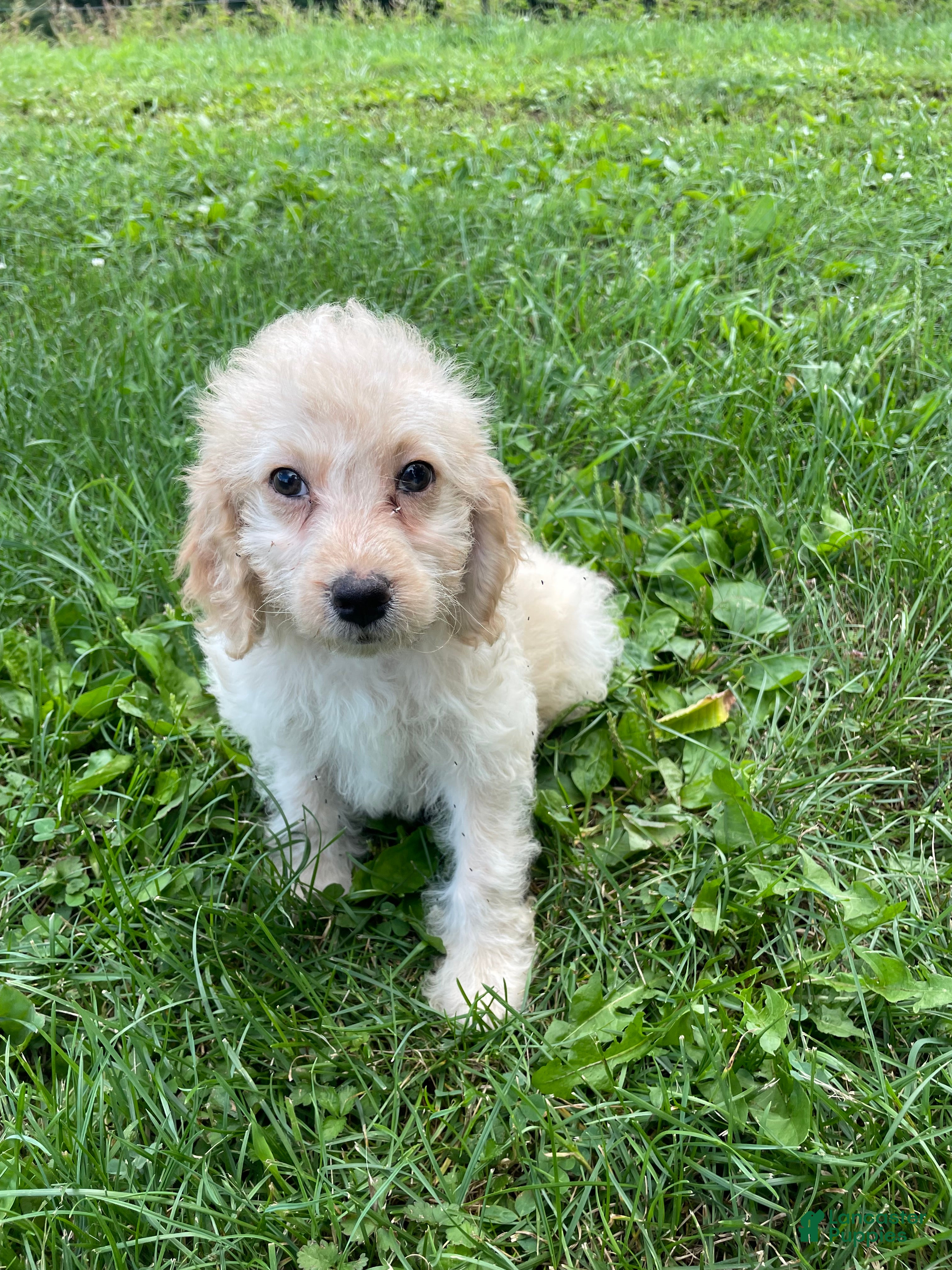 Cockapoo dogs Lady  - Ad 1