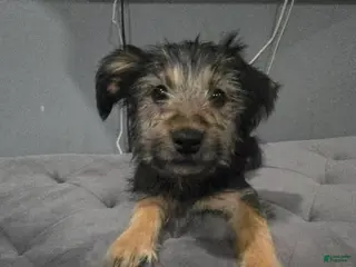 Shorkie dogs Shorkie Puppy 2 - Ad 25